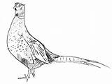 Pheasant Coloring Page Pages Color Animals Adult  sketch template
