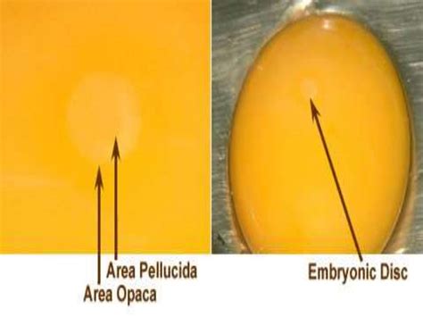 Chick embryo developmental stages