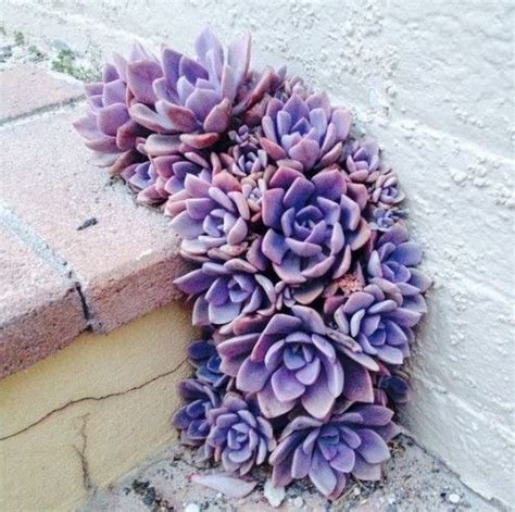 Rare Beauty Succulents Seeds Lav - Easy To Grow Potted Flower 200pcs/bag Mothers Day Sale # ...
