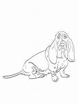 Sad Basset Hound Coloring Page sketch template