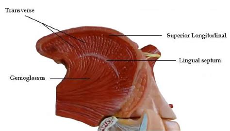 Genioglossus muscle - Mobility Physiotherapy Clinic