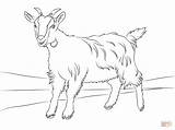 Billy Goat Coloring Page  Home sketch template