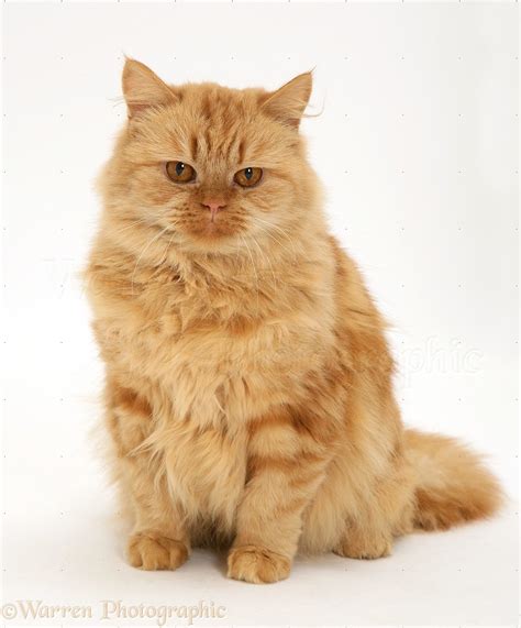 Ginger Persian-cross female cat photo WP23758