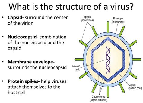 Virus Diagram Structure