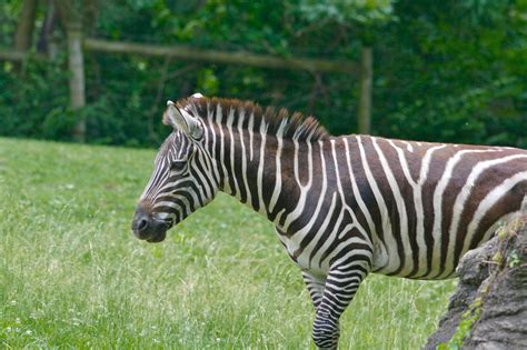 Definitive Guide To Grant's Zebra Facts, Habitat, Conservation Status ...