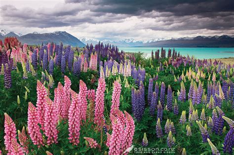 New-Zealand-Photo-Lake-Tekapo-Lupins | Kiwiblog