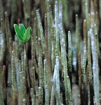 tropical mangrove biome ppt4 (roots adaptations) Flashcards | Quizlet