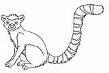 Rainforest Animals Coloring Pages Free  Home sketch template