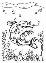 20  Catfish Coloring Pages Free Printable PDF & Online sketch template