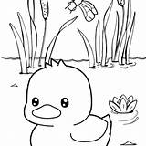 Cute Duck Coloring Pages Sketch Page sketch template
