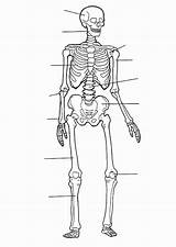Printable Skeletal System Coloring Pages sketch template