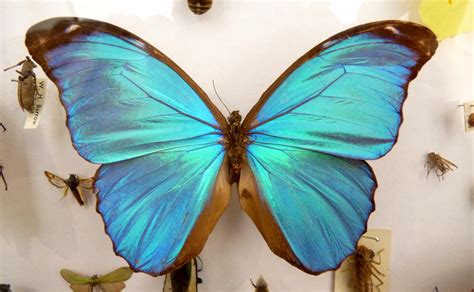 File:Blue Morpho Didius Butterfly.jpg