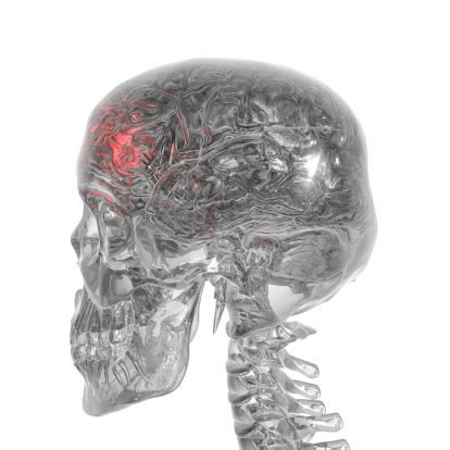 Human Brain And Skeleton Glas Style Stock Photo - Download Image Now - iStock