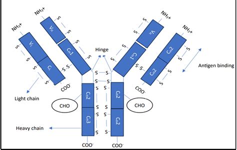 Immunoglobulin (Antibody) - Structure and Types