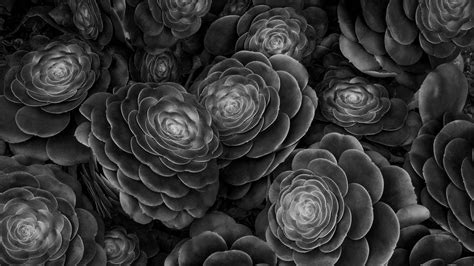 Download wallpaper 3840x2160 succulents, plants, black and white, leaves 4k uhd 16:9 hd background