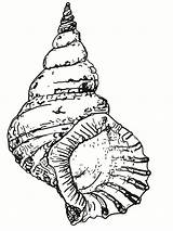 Sea Shells Coloring Page Printable Sketch sketch template