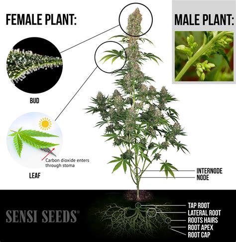 Cannabis Plant Diagram