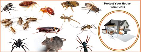 pest control products in Chennai |Natural pest control products in chennai