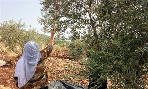 The Significance of the Olive Tree in Palestine - Bethlehem Bible College