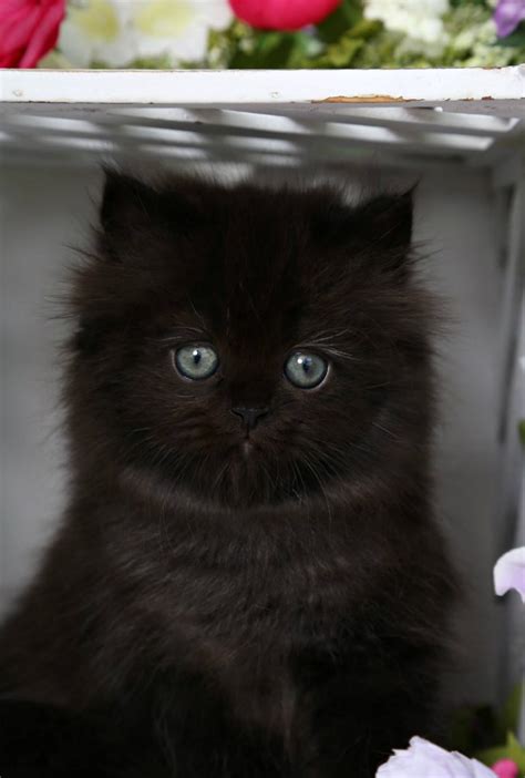 Midnight - Solid Black Doll Face Persian Kitten for SalePersian Kittens For Sale in a Rainbow of ...