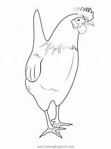 White Chickens Coloring Page For Kids  Free Printable sketch template
