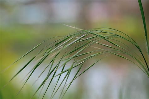 Blade Of Grass, Green Leaves Free Stock Photo - Public Domain Pictures