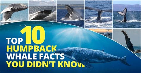 the top 10 humpback whale fact you didn't know