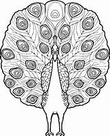 Free Printable Peacock Coloring Pages For Kids sketch template
