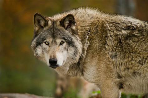 11 Interesting Facts About Wolves