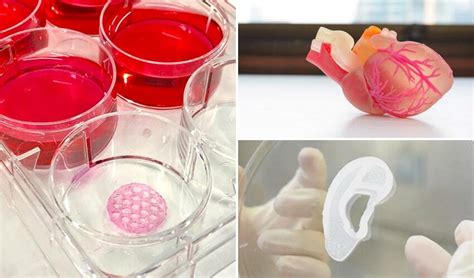 3D Printed Organs: The Top Viable Projects - 3Dnatives