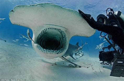 Joe Romeiro pats, strokes and hugs 20ft great hammerhead in Bahamas | Daily Mail Online