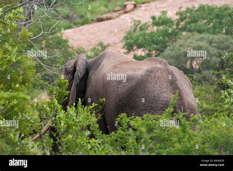 Kruger National Park, Mpumalanga, South Africa Stock Photo - Alamy