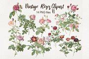 Vintage Roses Clipart PNG | Illustrations ~ Creative Market