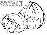 Coconut For Coloring Book Royalty Free Vector Image  Vrogueco sketch template