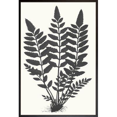 a black and white drawing of some plants on a white background, framed in a black frame