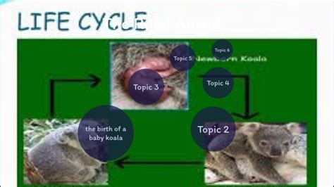 Koala Life Cycle Images - IMAGESEE