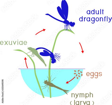 Life cycle of dragonfly. Sequence of stages of development of dragonfly ...