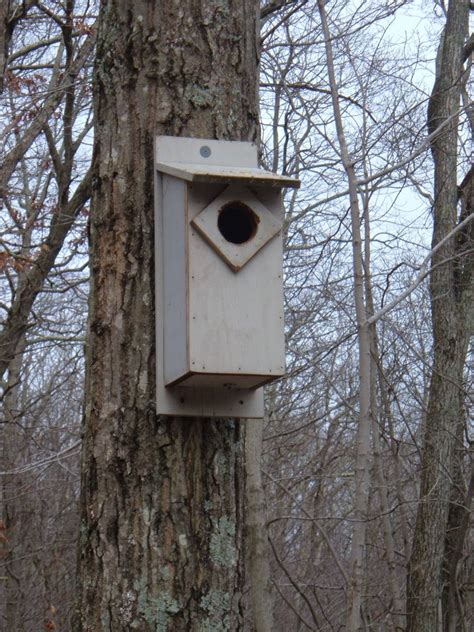 Screech Owl House Plans: How to Build a Screech Owl Box | FeltMagnet