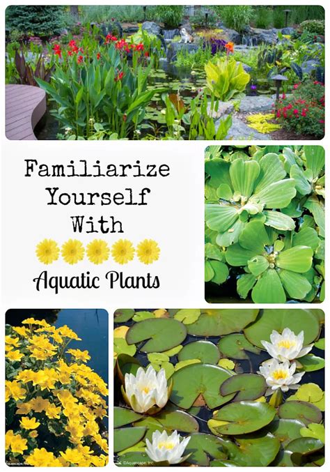 Aquatic Plants | Types of Pond Plants | Aquascape Construction