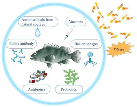 Vaccines | Free Full-Text | Strategies for Prevention and Control of Vibriosis in Asian Fish Culture