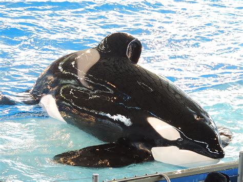 SeaWorld to Stop Killer Whale Breeding Program, Shows