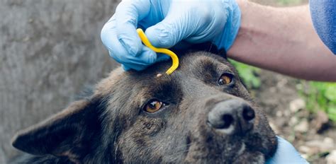 Wood Tick: How To Identify It, Prevention and Solutions - The Vets