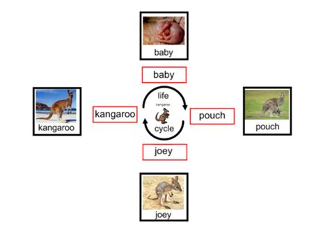 Life Cycle of Kangaroo - Interactive Activities and Worksheets | Teaching Resources