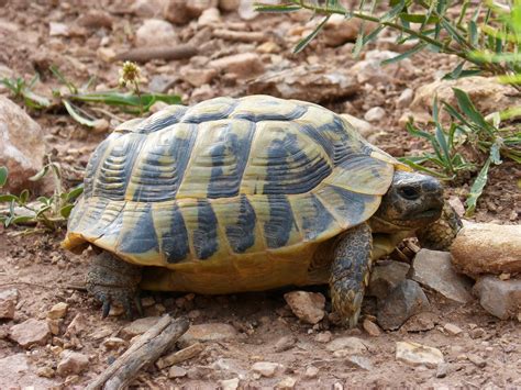Turtle Mediterranean Tortoise Land · Free photo on Pixabay