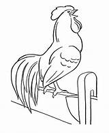 Rooster 4 sketch template