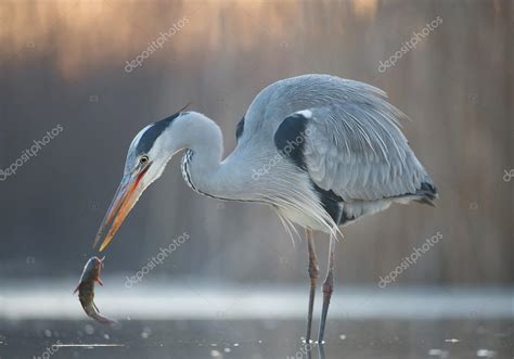 Grey heron fishing in the pond — Stock Photo © mzphoto #106511108