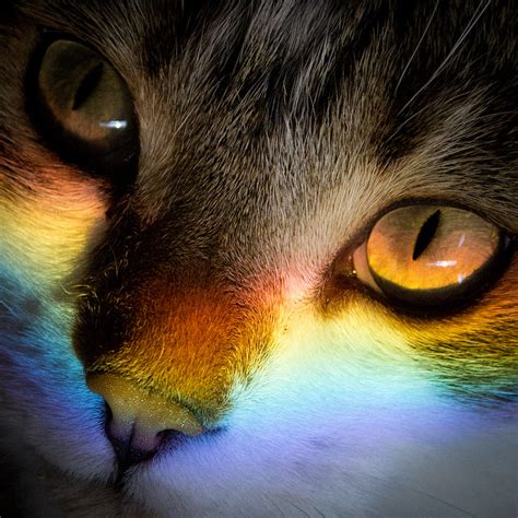 Top 10 Best Images of Rainbow Cats