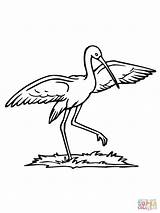 Storch Bocian Ausmalbilder Ausmalen Kolorowanka Malvorlagen Stork Nodze  sketch template