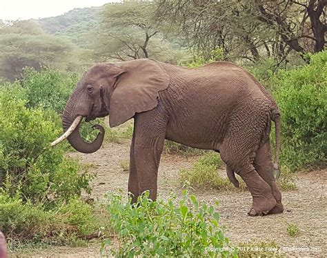 Safari Day 1: Lake Manyara National Park – Life She Lives