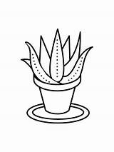 Aloe coloring Pages sketch template